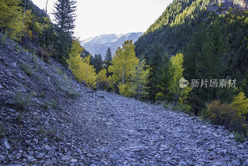 白杨树区4 × 4路穿过白杨树到老磨坊